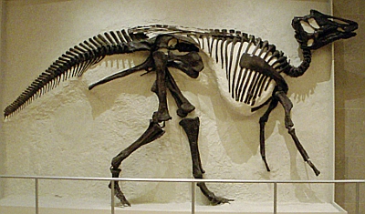 MAJASAURA LAPIDEA.jpg